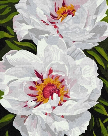 Malowanie po numerach - Białe piwonie 40x50cm - Ideyka