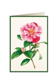 Karnet B6 + koperta 5816 Kamelia - Tassotti