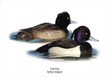 Obraz A4 Czernica - Koliber