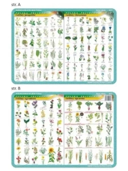 Podkładka edu. 023 -Rośliny pospolite, chronione.. - Visual System