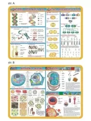 Podkładka edu. 057 - Budowa i replikacje DNA... - brak