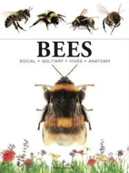 Bees - Jackson Tom