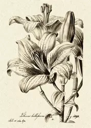 Karnet ST332 B6 + koperta Lilia bulwkowata - Skona Ting