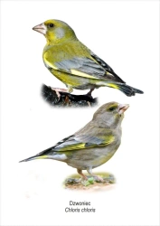 Obraz A4 Dzwoniec - Koliber