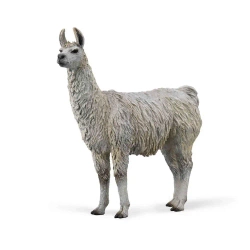 Lama - Collecta