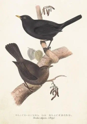 Karnet ST385 B6 + koperta Kos i drozd - Skona Ting