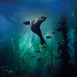 Karnet kwadrat z kopertą Galapagos Sea Lion - Museums & Galleries