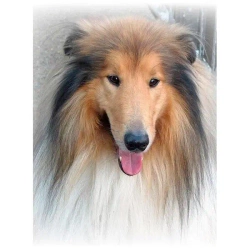 Mozaika diamentowa 5D - Lassie 40x30cm - Titanum