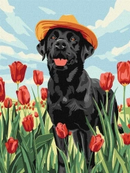 Malowanie po numerach - Uroczy labrador 30x40cm - Ideyka