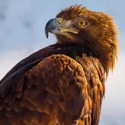 Karnet kwadrat z kopertą Golden Eagle - Museums & Galleries