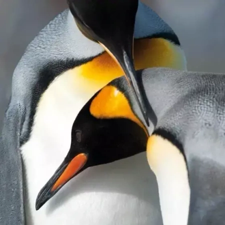 Karnet kwadrat z kopertą King Penguins - Museums & Galleries