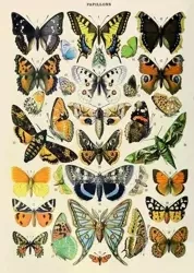 Karnet B6 z kopertą Motyle - Madame Treacle