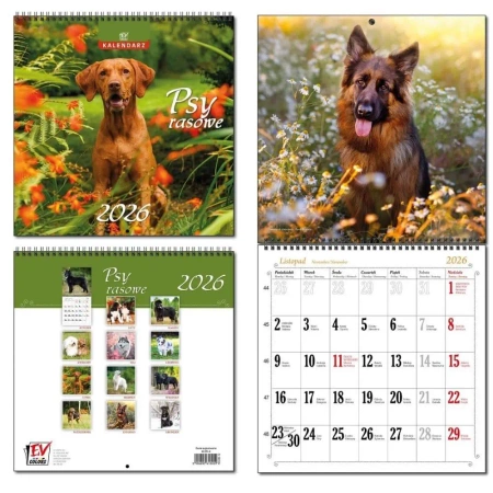Kalendarz 2026 30x60 13 planszowy Psy Rasowe - EV-Corp