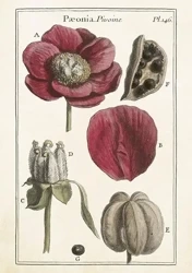 Karnet ST426 B6 + koperta Piwonie - Skona Ting