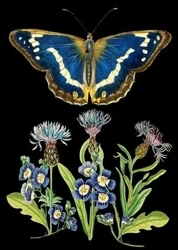 Karnet B6 z kopertą Niebieski motyl - Madame Treacle