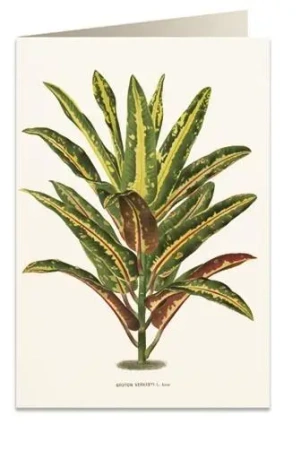 Karnet B6 + koperta 6063 Dracena Croton - Tassotti