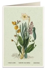 Karnet B6 + koperta 6062 Narcyz - Tassotti