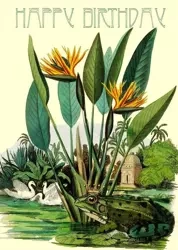 Karnet B6 z kopertą Urodziny Żaba - Madame Treacle