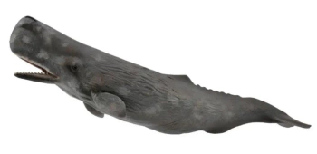 Sperm Whale - Collecta
