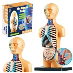 Model anatomiczny ciało ludzkie narządy - Leantoys