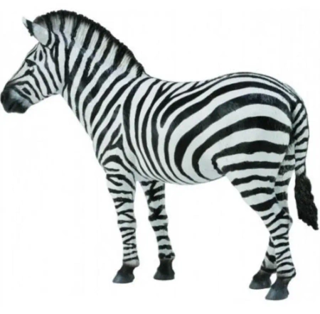 Zebra Common - Collecta