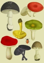 Karnet B6 z kopertą Grzyby - Madame Treacle