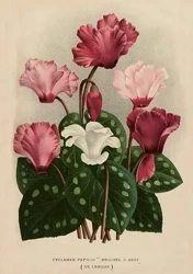 Karnet ST501 B6 + koperta Cyklameny - Skona Ting