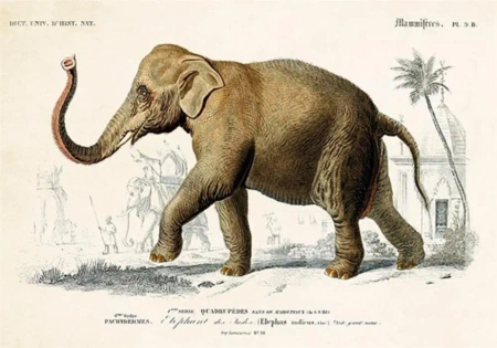 Karnet ST337 B6 + koperta Słoń - Skona Ting