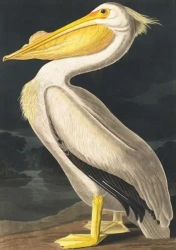 Karnet B6 z kopertą Biały pelikan - Madame Treacle