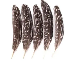 Pióra bażanta 18-20cm 5szt - Dalprint dpCraft