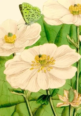 Karnet B6 z kopertą Kwiaty i motyl - Madame Treacle