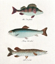 Ściereczka kuchenna Ryby - Skona Ting