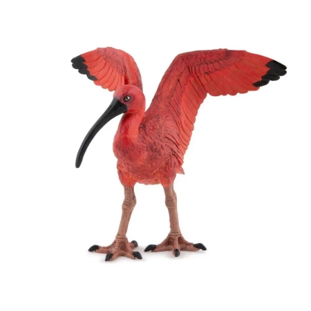 Ibis szkarłatny - PAPO