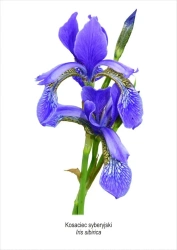 Obraz A4 Kosaciec syberyjski - Koliber