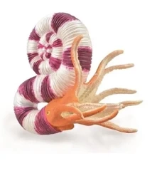 Pravitoceras - Collecta