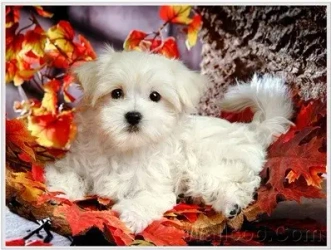 Mozaika Diamentowa Malowanie Diamond Painting 5D