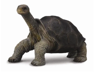 Żółw z wyspy Pinta - Collecta