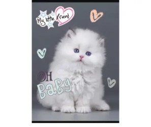 Paczka Zeszyt A5 16k 3-linia kolorowa my little friend mix pakiet 15 szt. - ST-Majewski