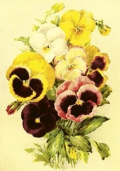 Karnet ST507 B6 + koperta Bratki - Skona Ting