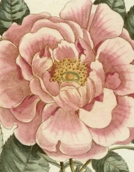 John Derian Picture Book II wer. angielska - John Derian