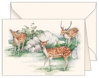 Karnet B6 + koperta 6106 Jelonki - Tassotti