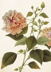 Karnet ST404 B6 + koperta Piwonia - Skona Ting