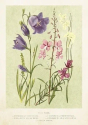 Karnet ST447 B6 + koperta Kwiaty polne wiosna - Skona Ting