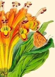 Karnet B6 z kopertą Alstromeria - Madame Treacle