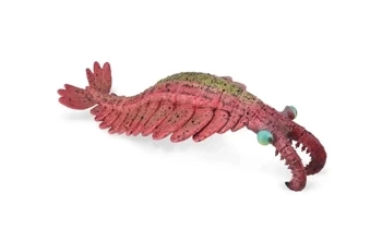 Anomalocaris - Collecta