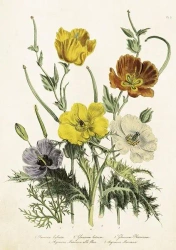 Karnet ST483 B6 + koperta Maki - Skona Ting