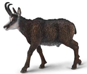 Kozica północna - Collecta