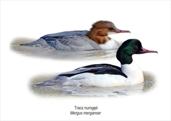 Obraz A4 Tracz nurogęś - Koliber