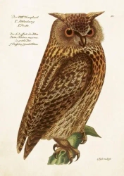 Karnet ST515 B6 + koperta Sowa - Skona Ting