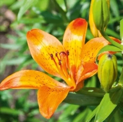 Karnet 16x16cm + koperta Lilia - DaVinci